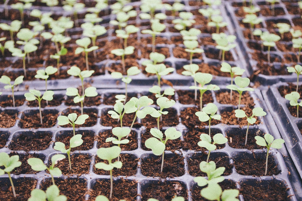 Guide du semis pour débutants : Conseils et techniques pour une plantation réussie