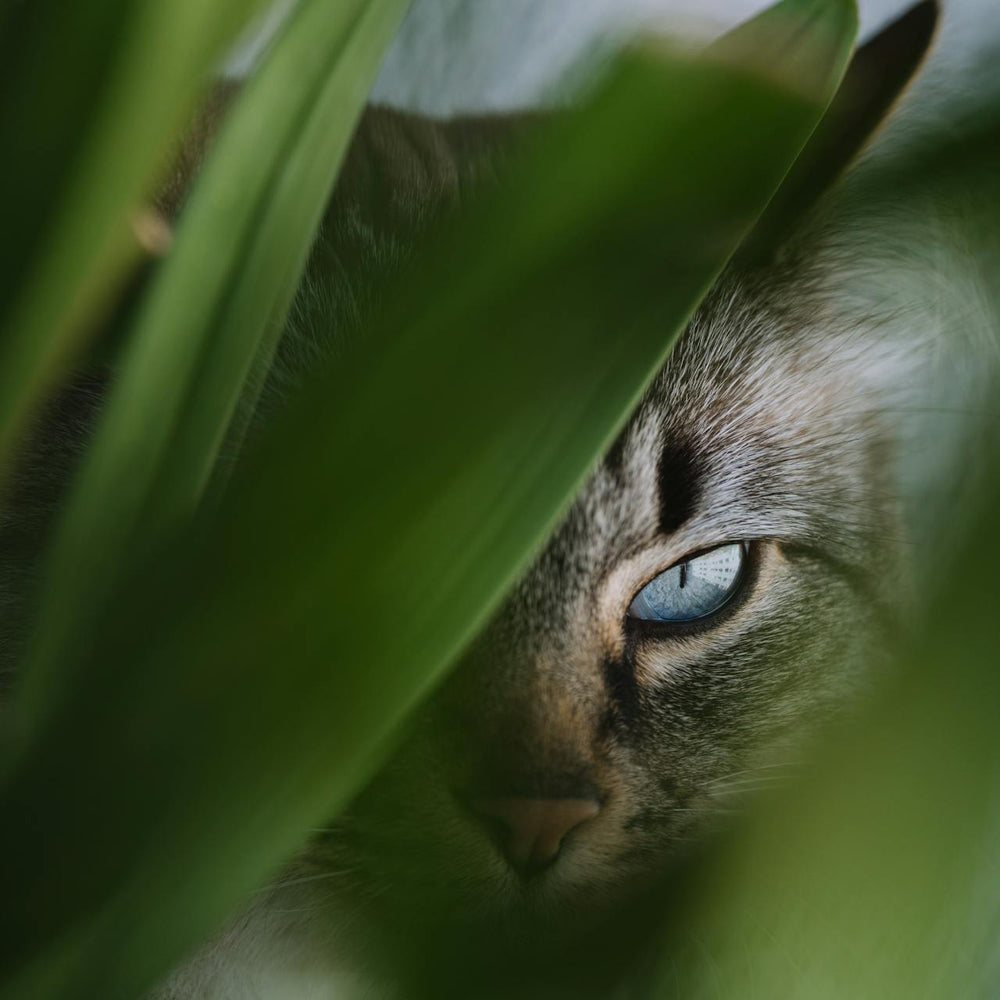 Plantes d’intérieur : les espèces de plantes dangereuses pour les chats