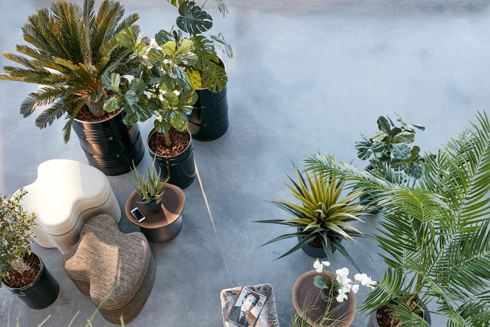 Transformez vos Espaces Professionnels avec la Location de Plantes NATURA