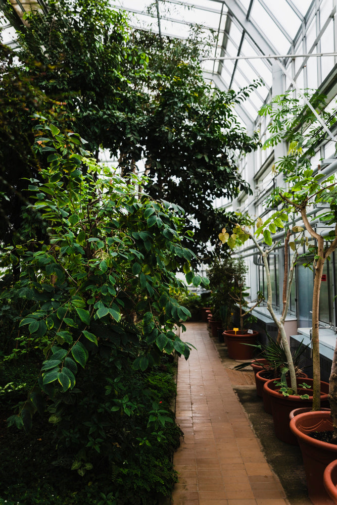 NATURA, les spécialistes des plantes  pour les proffessionels du Paysage