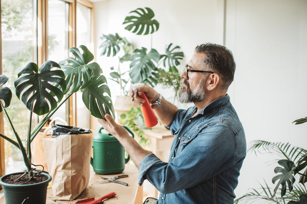 plantes qui se soignent 