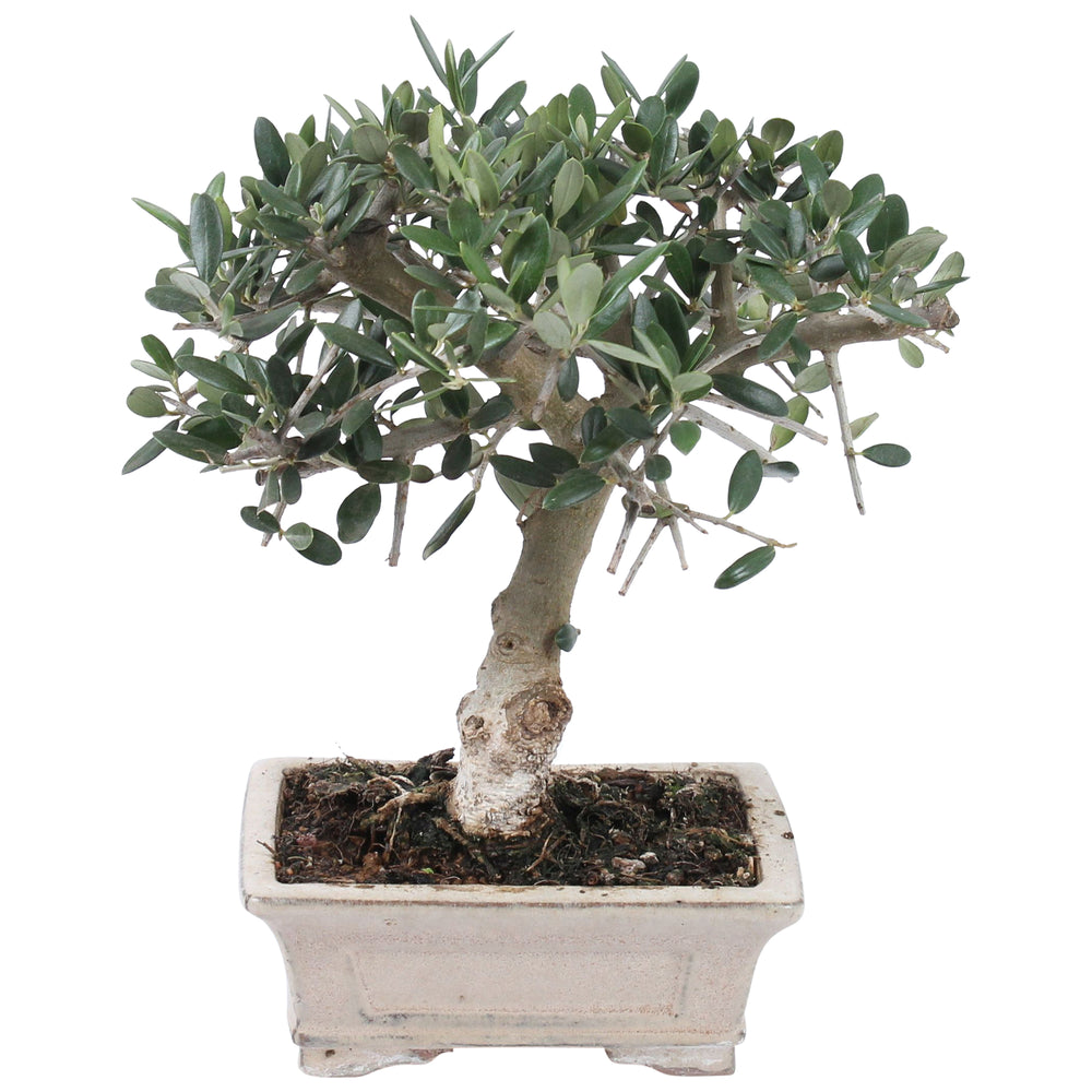 Olea europaea Sylvestris bonsai