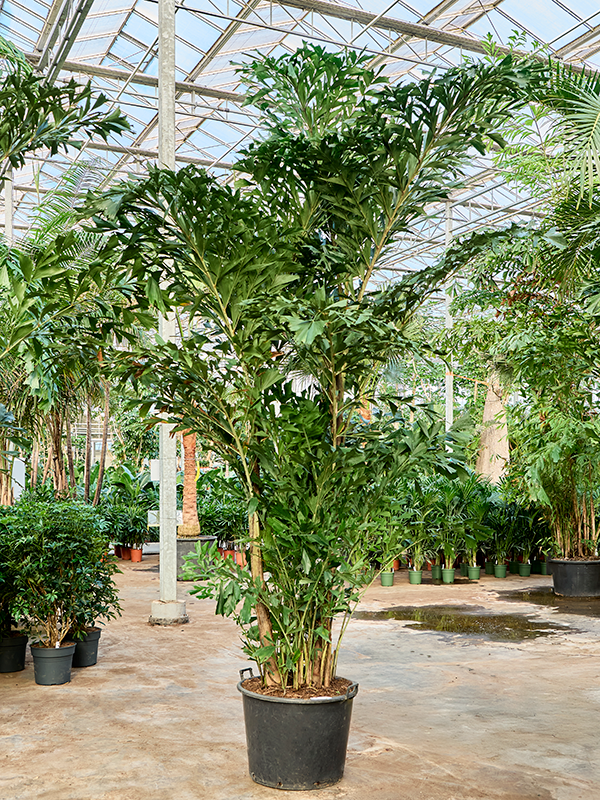 
                  
                    Caryota mitis, hauteur 350 cm, pot de culture 65 cm
                  
                