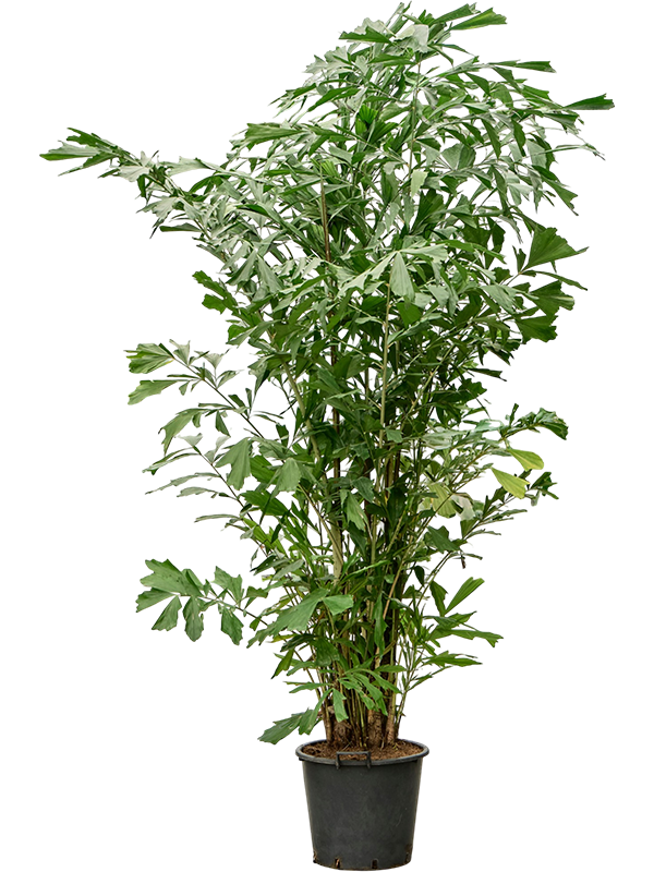 
                  
                    Caryota mitis, hauteur 350 cm, pot de culture 43 cm
                  
                