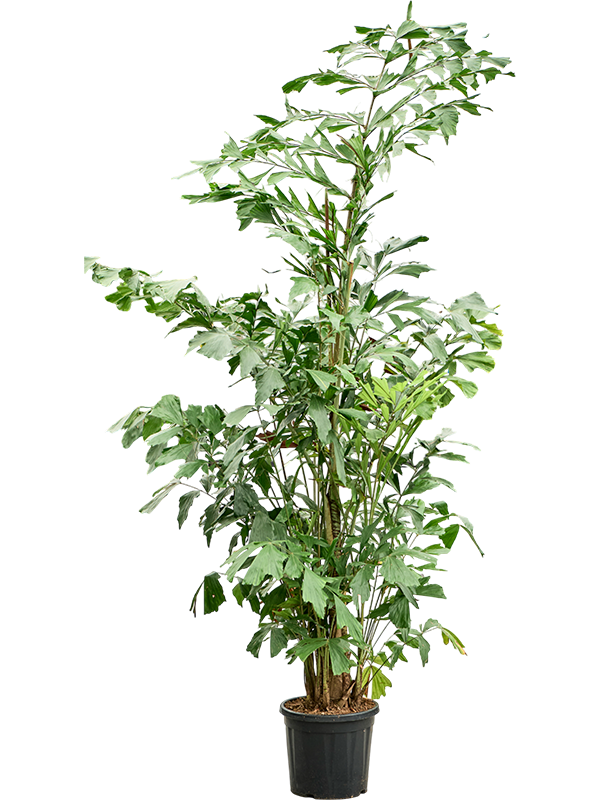 
                  
                    Caryota mitis, hauteur 250 cm, pot de culture 30 cm
                  
                
