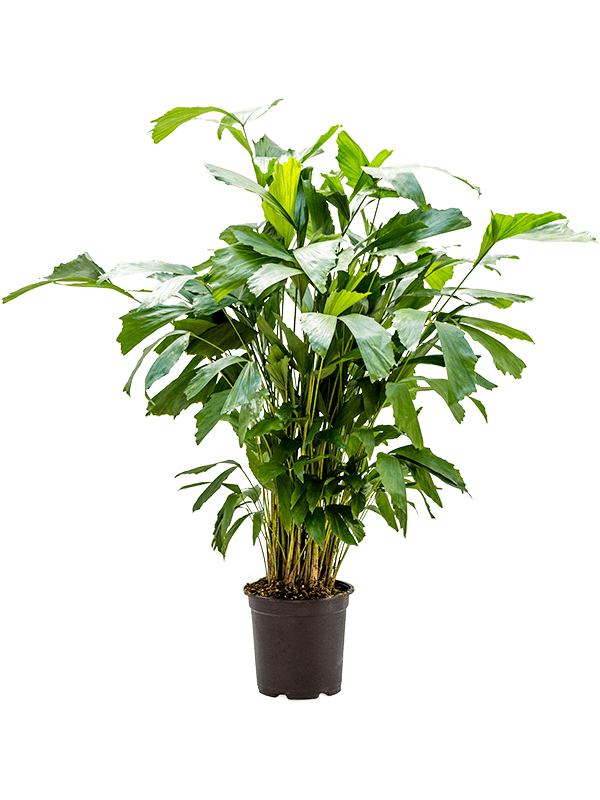 
                  
                    Caryota mitis, hauteur 100 cm, pot de culture 21 cm
                  
                