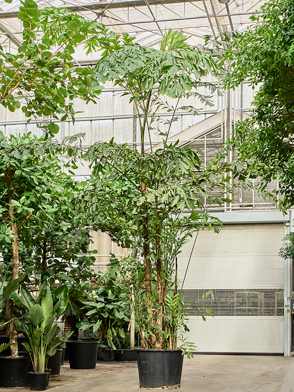 
                  
                    Caryota mitis, hauteur 675 cm, pot de culture 95 cm
                  
                