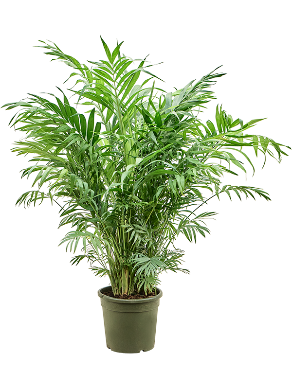 
                  
                    Chamaedorea elegans, hauteur 70 cm, pot de culture 23 cm
                  
                
