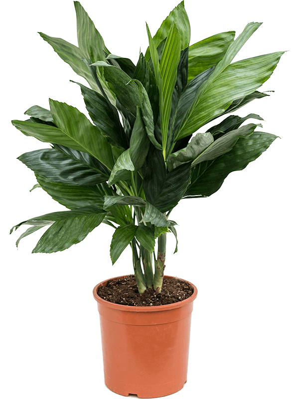 
                  
                    Chamaedorea metallica, hauteur 60 cm, pot de culture 21 cm
                  
                