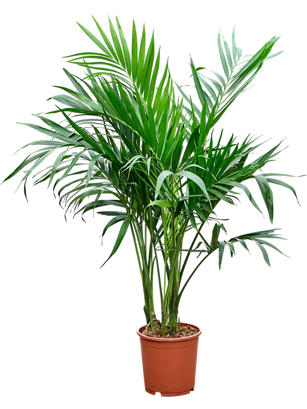 
                  
                    Chamaedorea cataractarum Stella, hauteur 100 cm, pot de culture 21 cm
                  
                