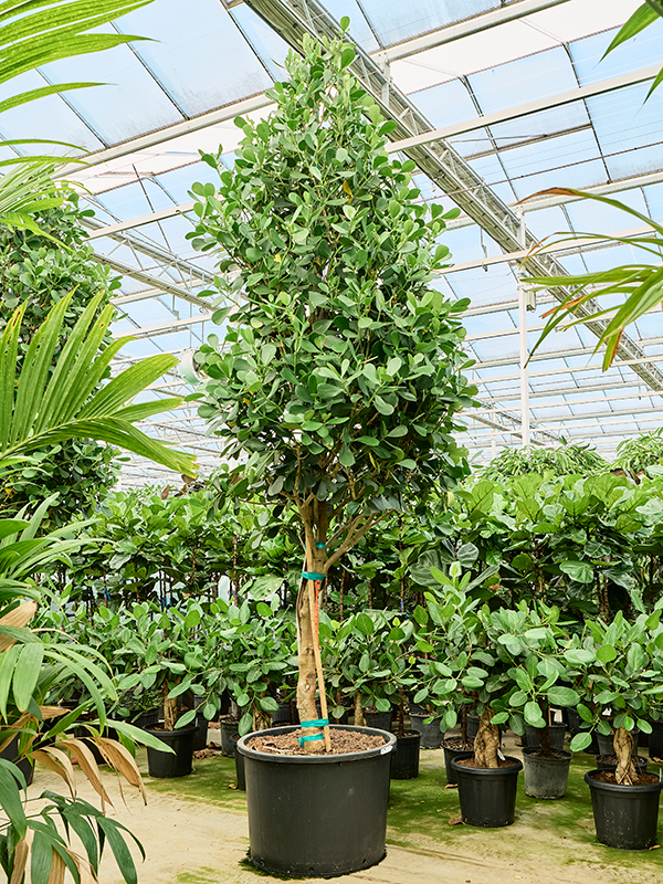 
                  
                    Clusia rosea sur tige, hauteur 475 cm, largeur 125 cm, pot de culture 85 cm
                  
                