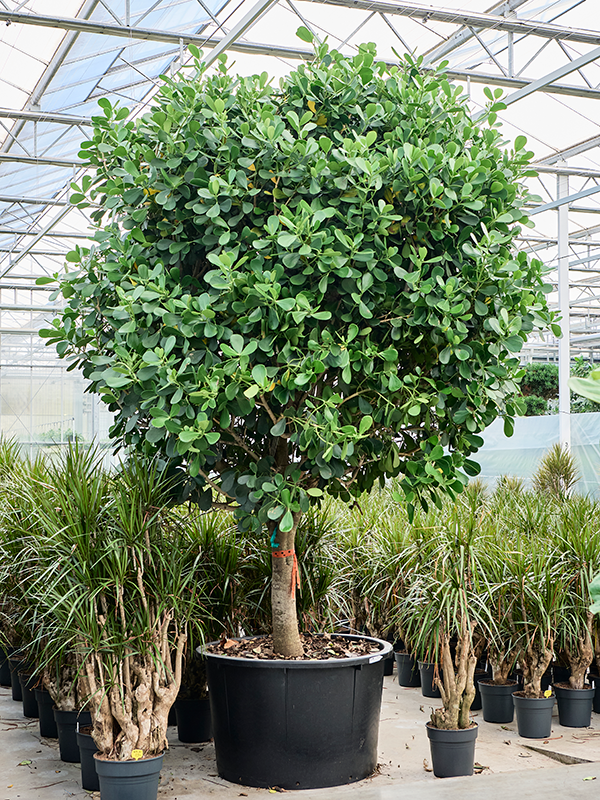 
                  
                    Clusia rosea sur tige, hauteur 400 cm, largeur 200 cm, pot de culture 102 cm
                  
                