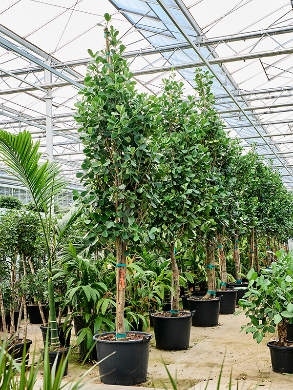 
                  
                    Clusia rosea sur tige, hauteur 425 cm, largeur 125 cm, pot de culture 65 cm
                  
                