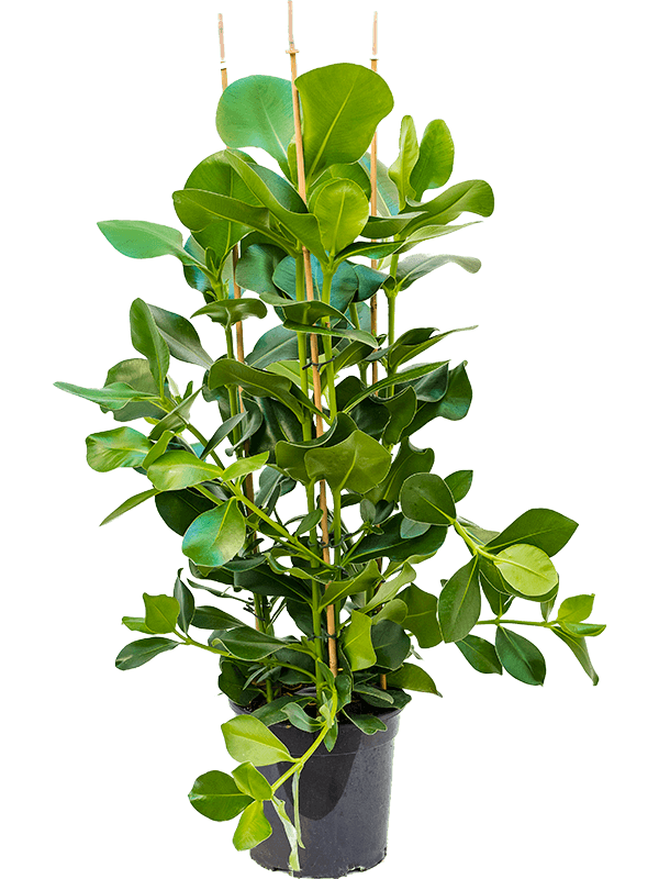 
                  
                    Clusia rosea touffe, hauteur 100 cm, largeur 50 cm, pot de culture 27 cm
                  
                