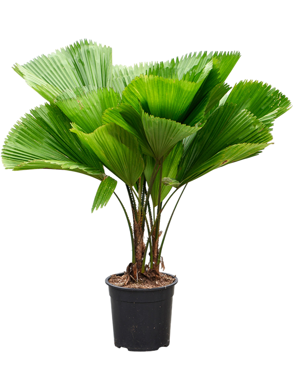 
                  
                    Licuala grandis, hauteur 100 cm, pot de culture 24 cm, 2 troncs
                  
                