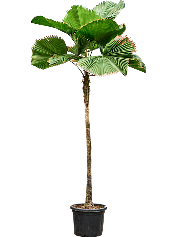 
                  
                    Licuala grandis, hauteur 300 cm, pot de culture 48 cm
                  
                