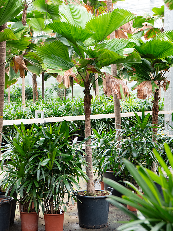 
                  
                    Licuala grandis, hauteur 300 cm, pot de culture 50 cm
                  
                