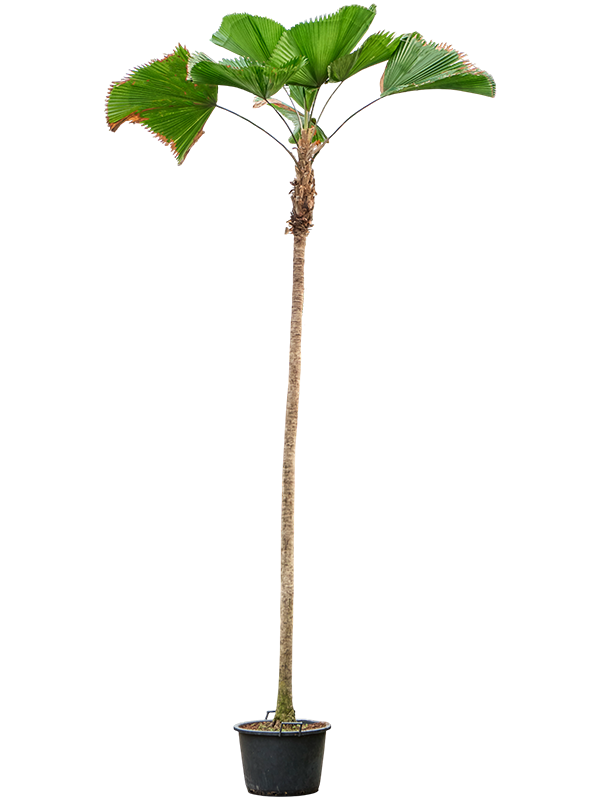
                  
                    Licuala grandis, hauteur 450 cm, pot de culture 60 cm
                  
                