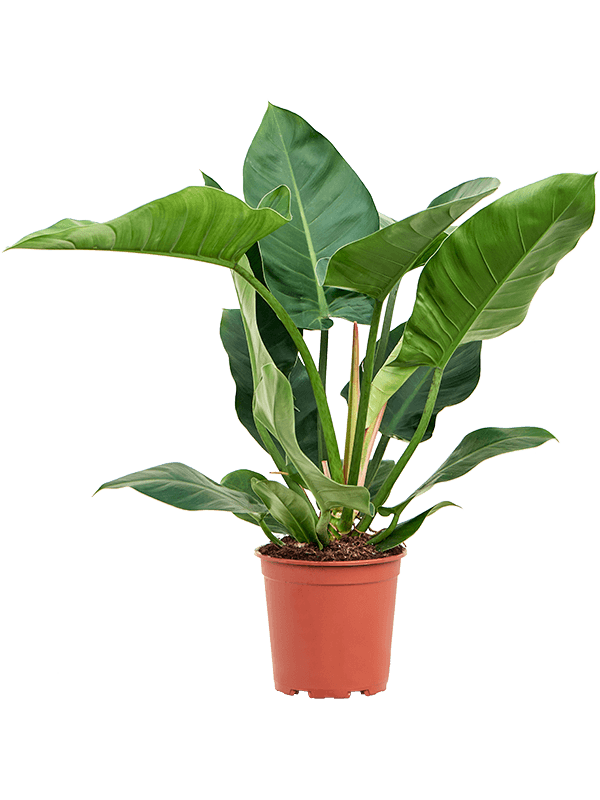 
                  
                    Philodendron Imperial Green, hauteur 80 cm, largeur 60 cm, pot de culture 24 cm
                  
                