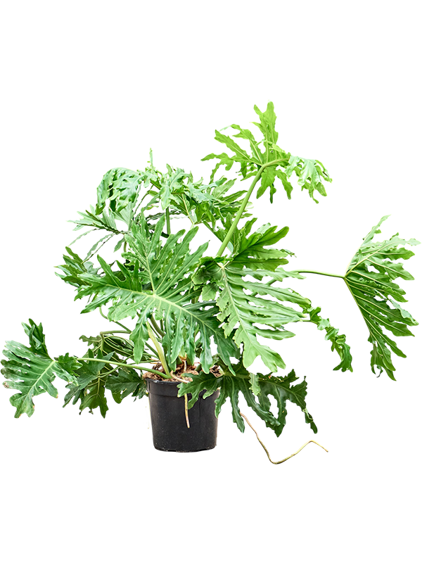 
                  
                    Philodendron selloum en buisson, hauteur 95 cm, largeur 75 cm, pot de culture 30 cm
                  
                