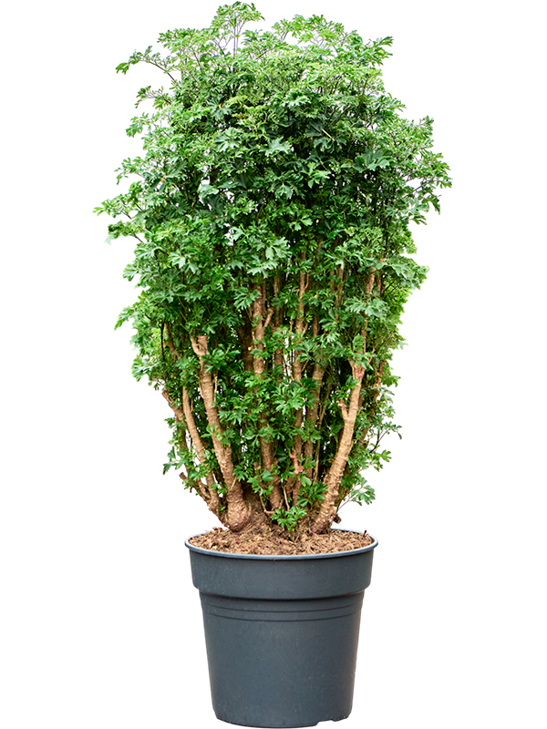 
                  
                    Polyscias Roble, hauteur 110 cm, pot de culture 27 cm
                  
                
