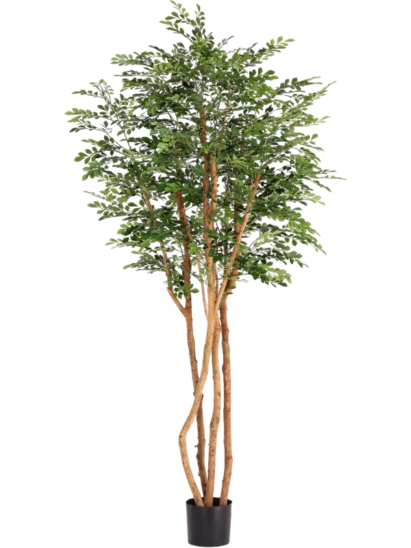 Murraya artificiel Deluxe de 210 cm, troncs apparents et feuillage fin en pot de base