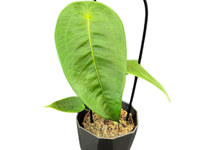 Anthurium Peltigerium