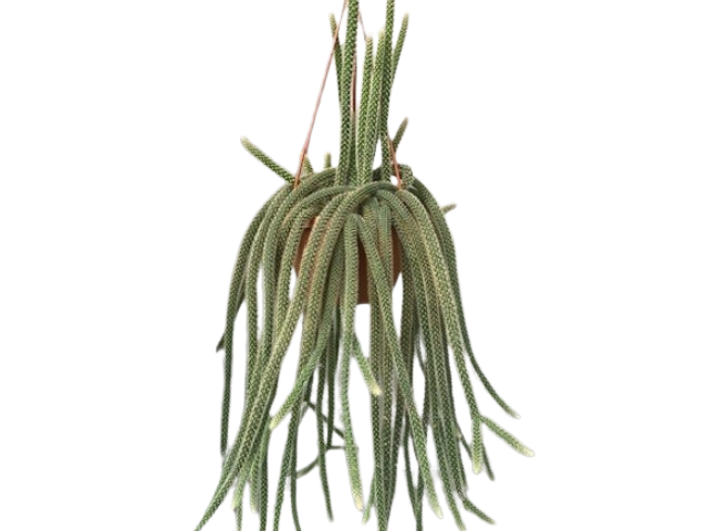 Aporocactus Flageliformis