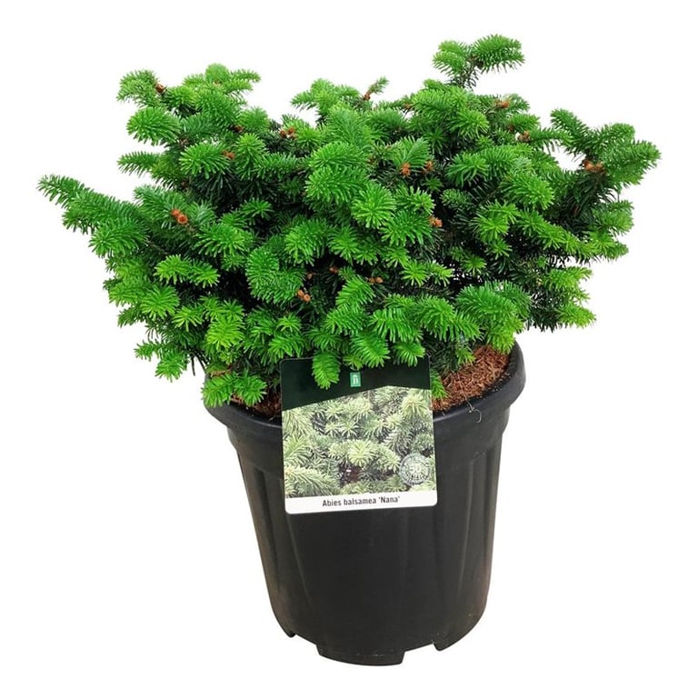 Abies balsamea Nana