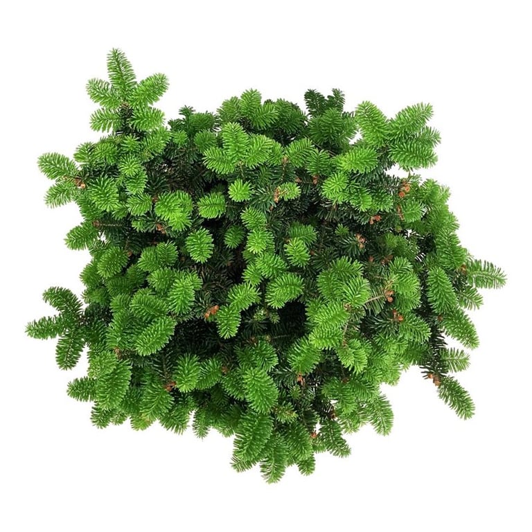 
                  
                    Abies balsamea Nana
                  
                