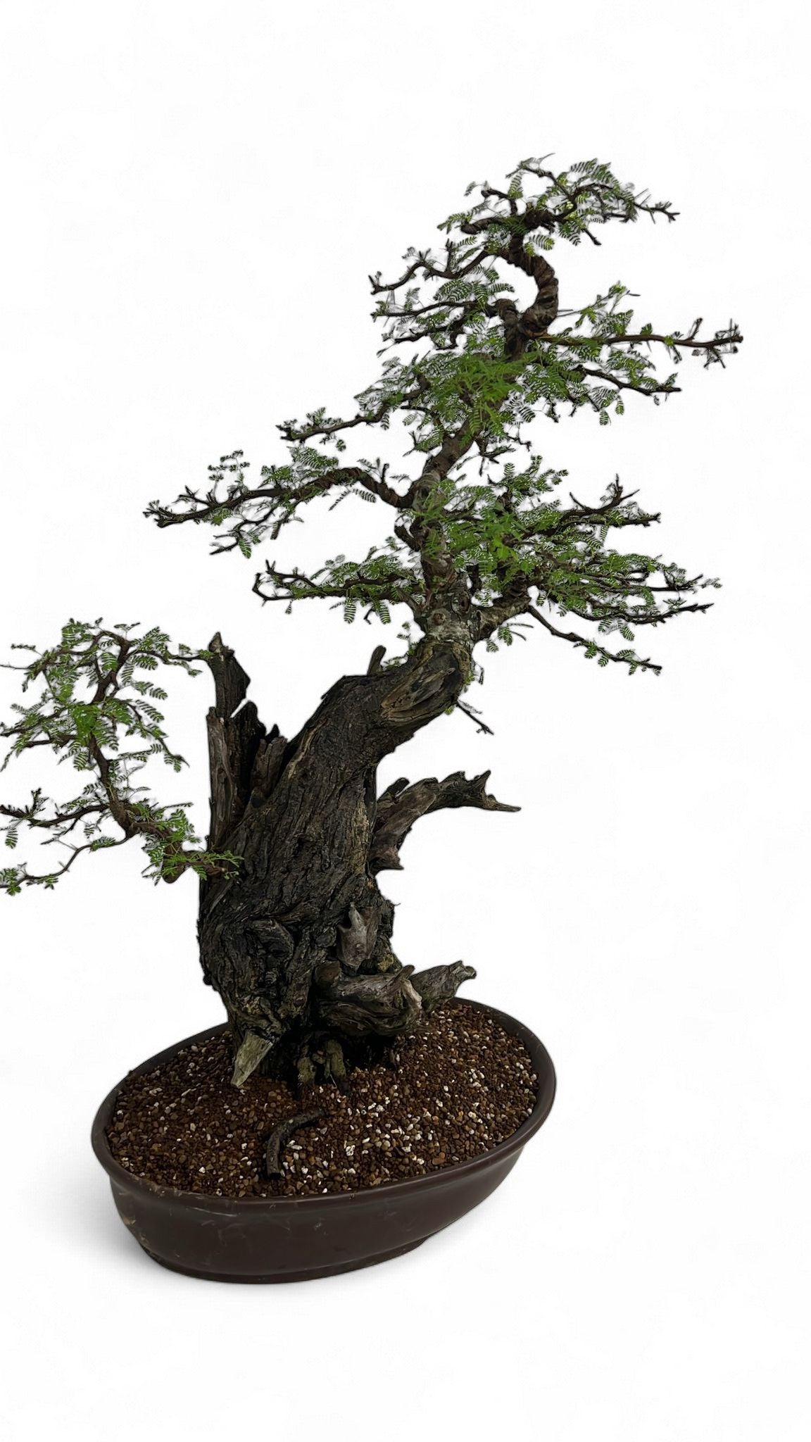 
                  
                    Acacia nilotica bonsai
                  
                
