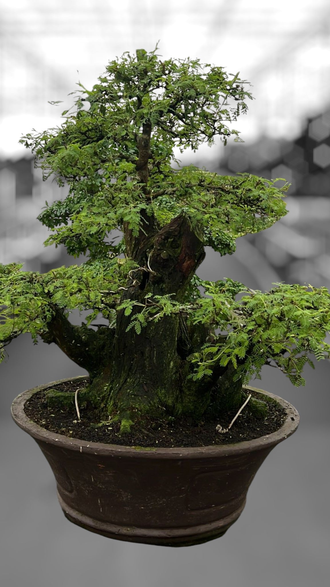 
                  
                    Acacia nilotica bonsai
                  
                