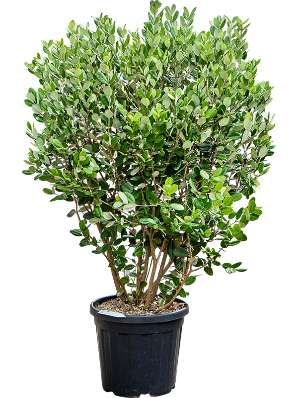 
                  
                    Acca sellowiana.
                  
                