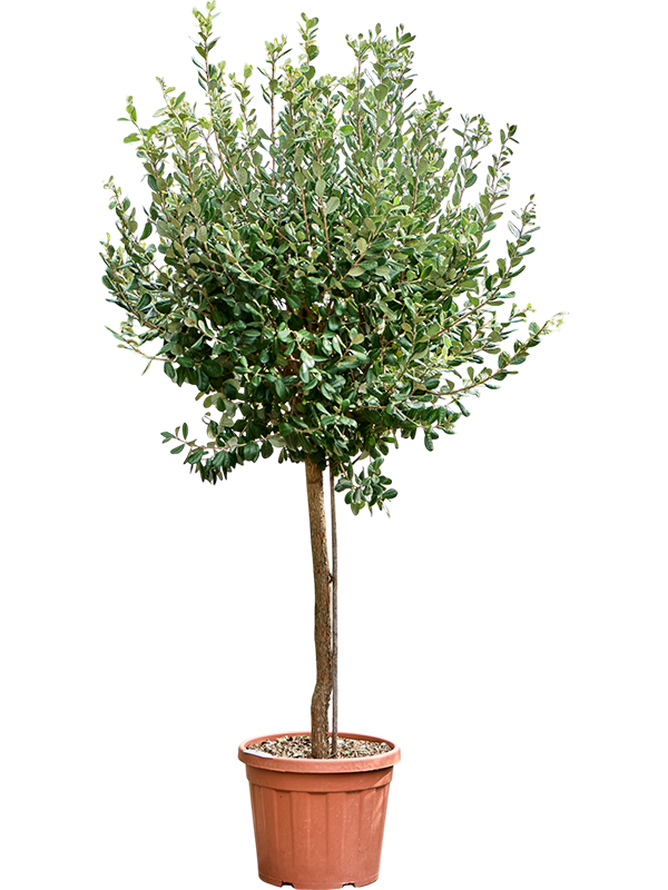 
                  
                    Acca sellowiana.
                  
                