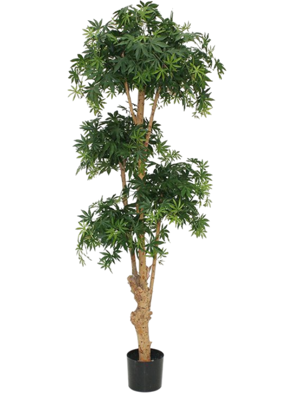 
                  
                    Acer bonsai artificiel
                  
                