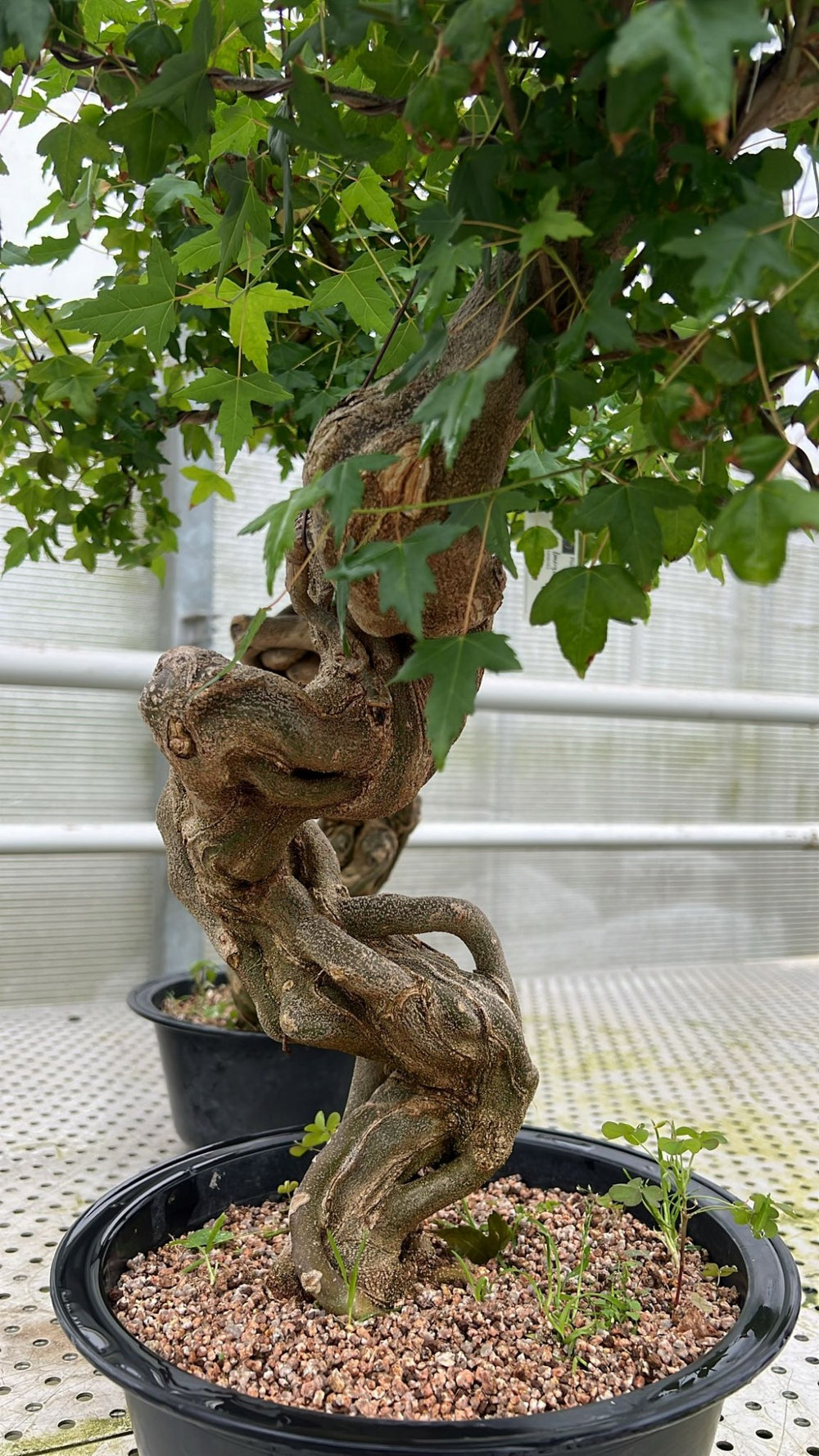 Acer buergerianum erable trident