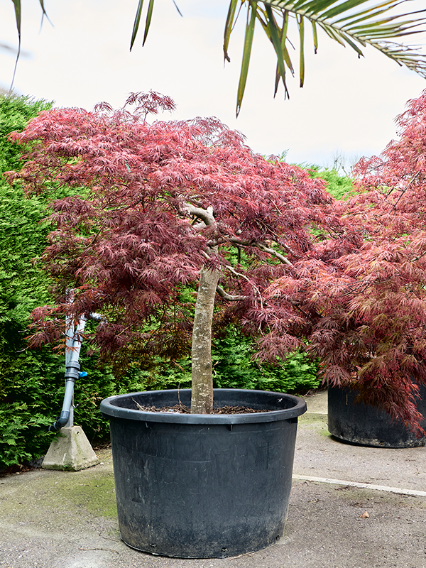 
                  
                    Erable du japon Acer palmatum Crimson Queen
                  
                