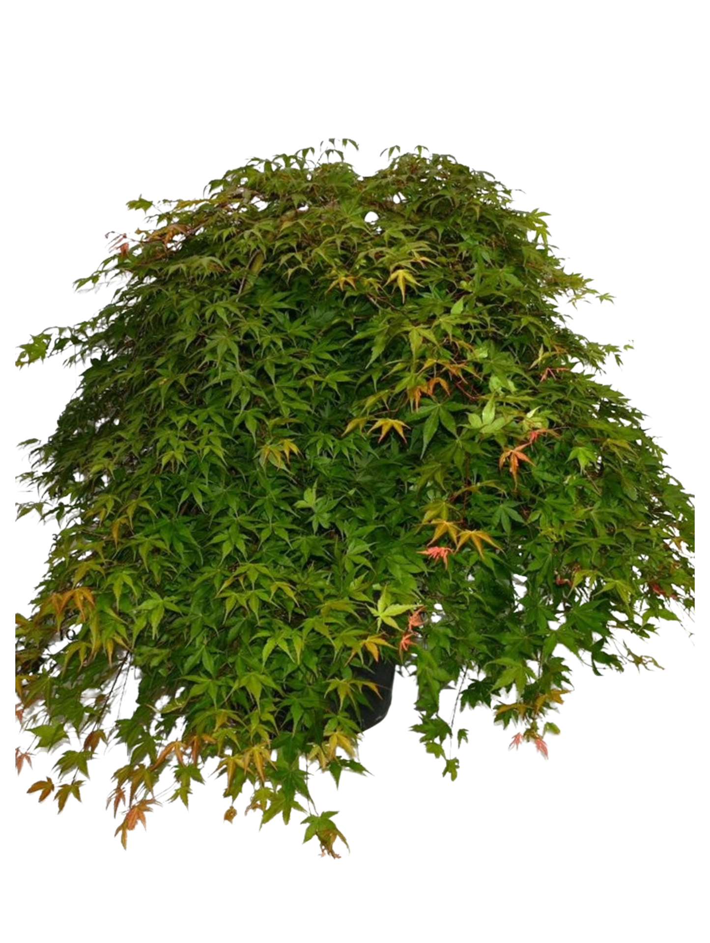 
                  
                    Erable Acer palmatum Cascade Ruby
                  
                