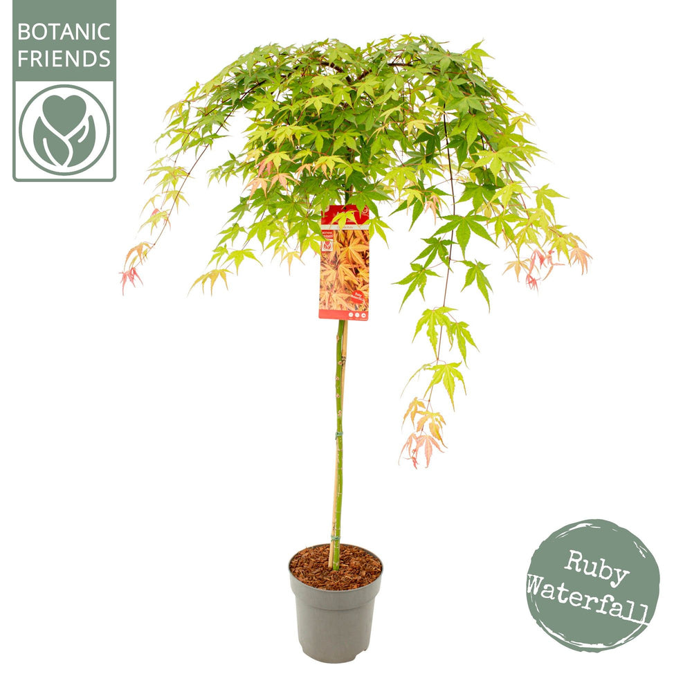 Erable Acer palmatum Cascade Ruby
