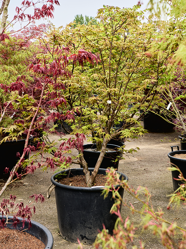 
                  
                    Acer palmatum Osakazuki
                  
                