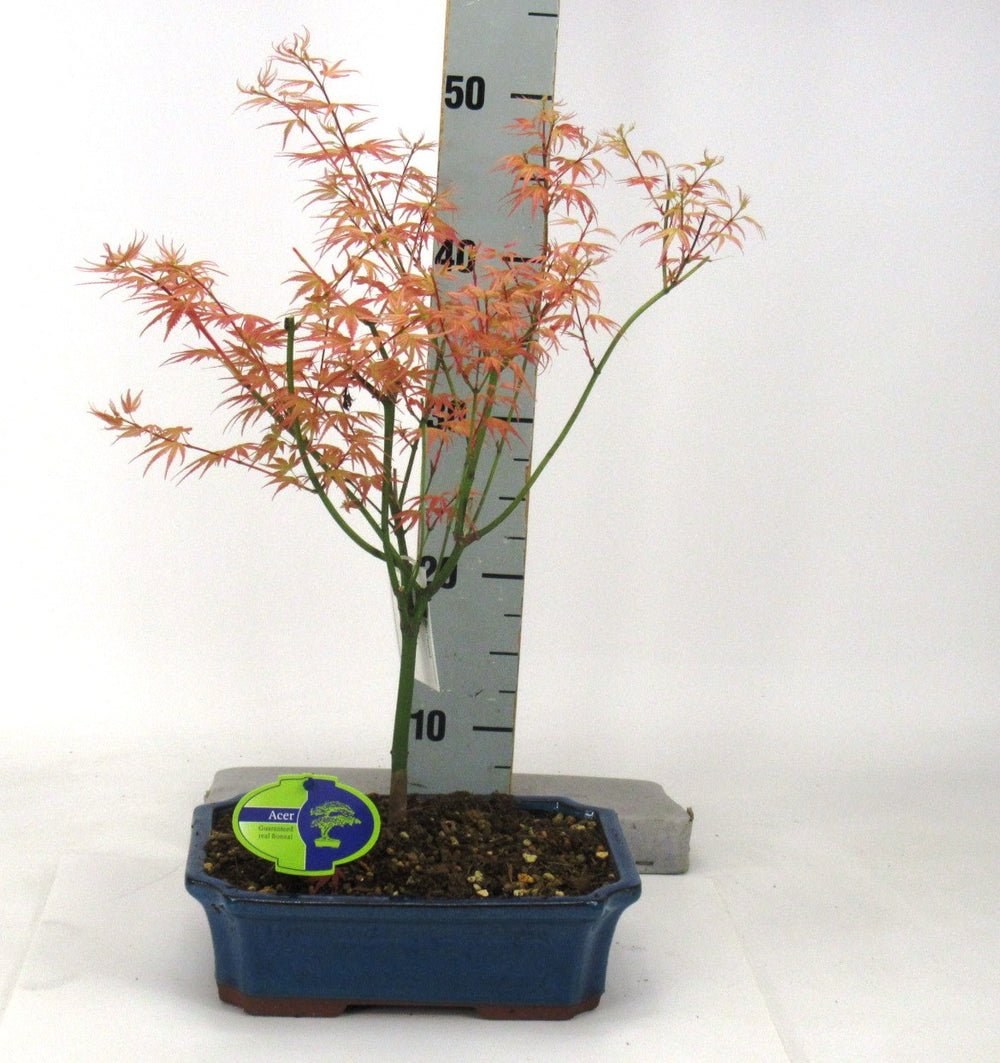 Acer palmatum Phoenix bonsaï