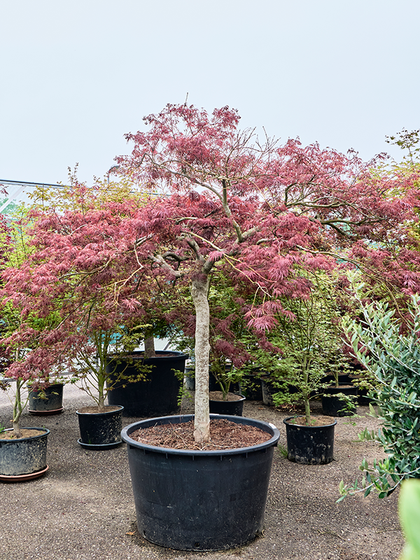 
                  
                    Erable Acer palmatum dissectum Garnet
                  
                