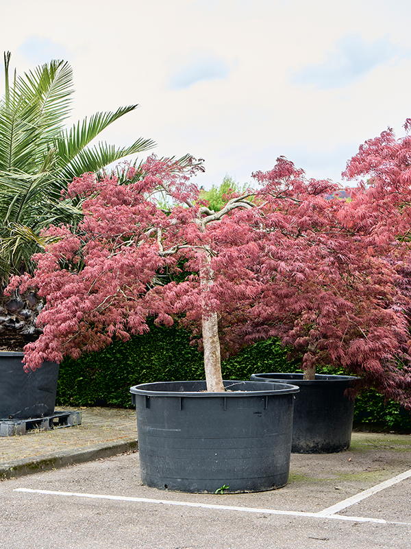 
                  
                    Erable Acer palmatum dissectum Garnet
                  
                