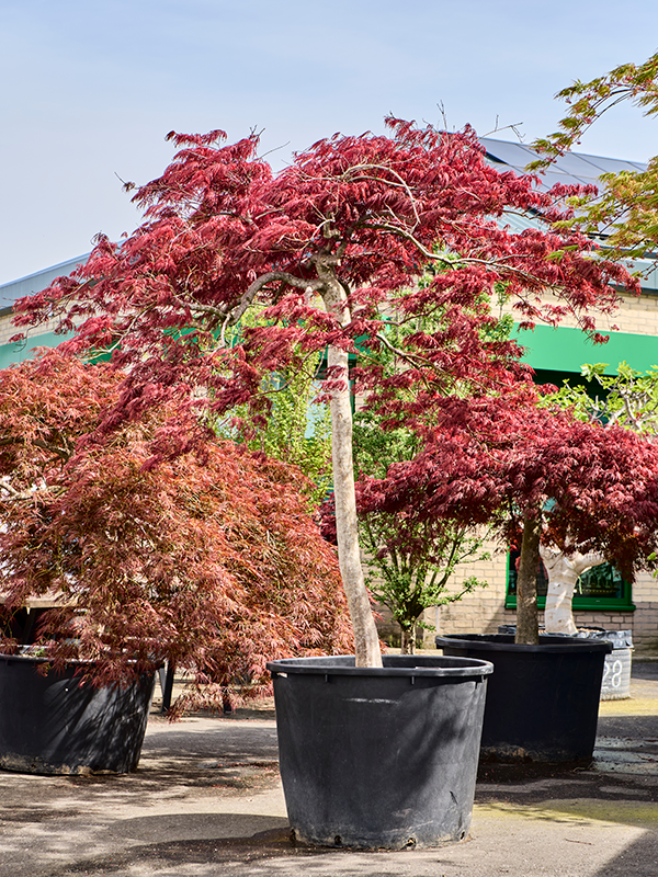 
                  
                    Erable Acer palmatum dissectum Garnet
                  
                