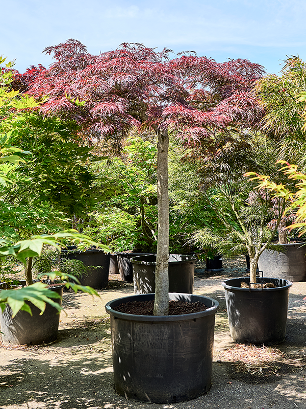 
                  
                    Erable Acer palmatum dissectum Garnet
                  
                
