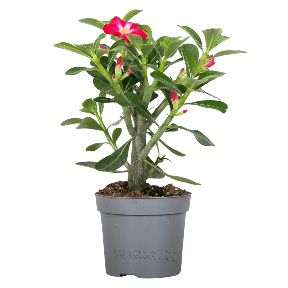 Adenium obesum