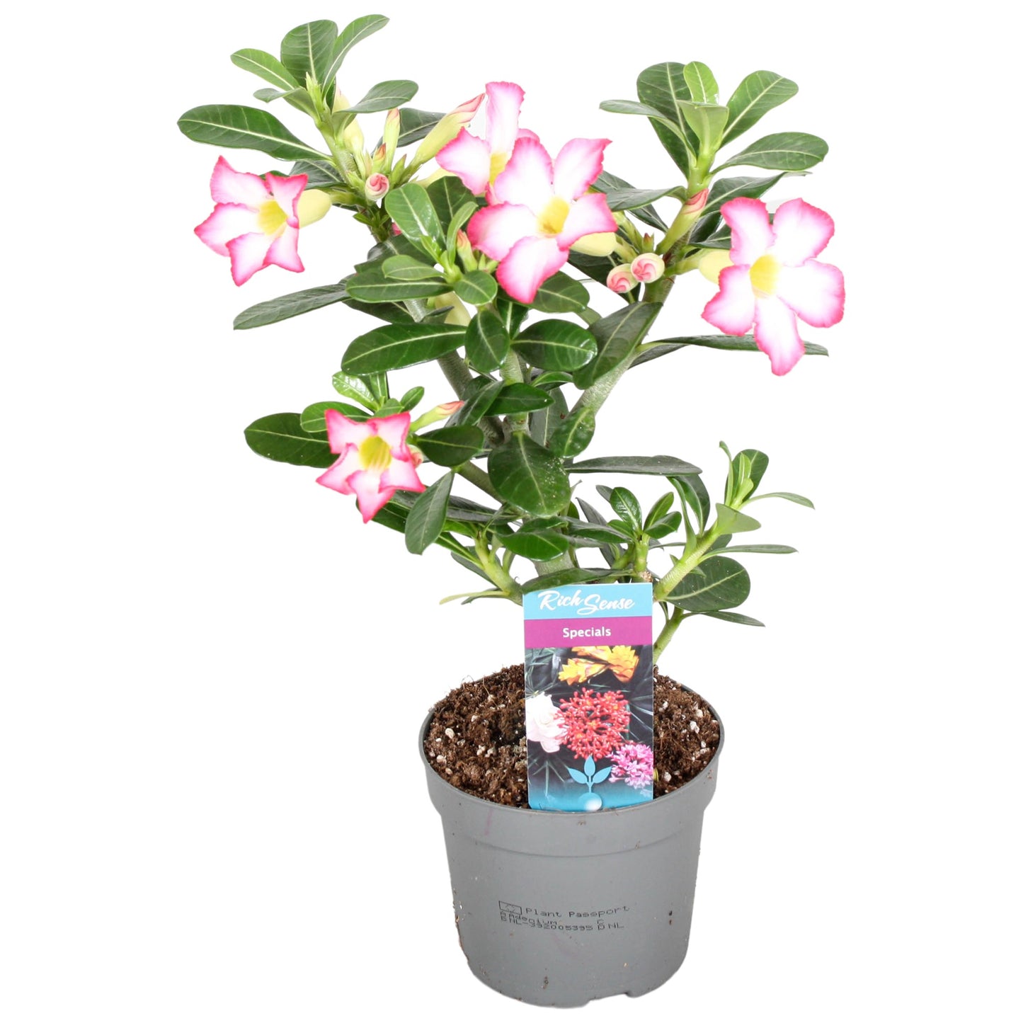 
                  
                    Adenium obesum
                  
                