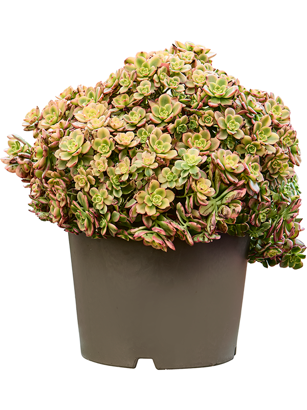 
                  
                    Aeonium arboreum 'Kiwi'
                  
                