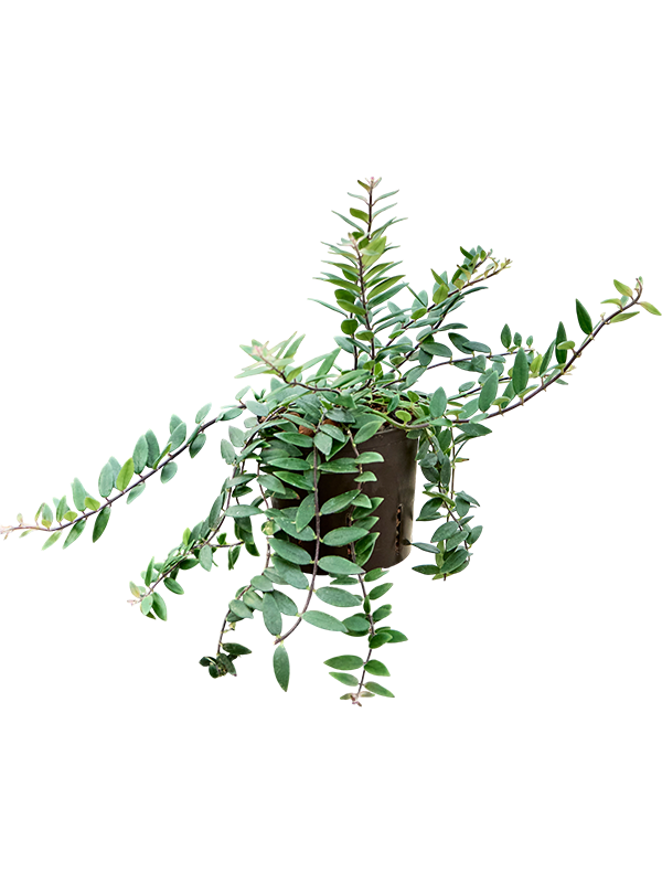 Aeschynanthus lobbianus