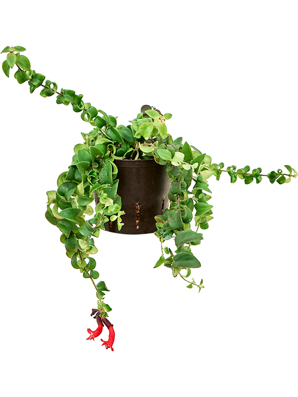 Aeschynanthus lobbianus 'Scoubidou'